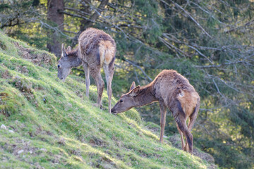 Young deer eating grass on a hill