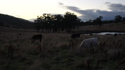 beautiful cattle in Australia  eating grass, grazing on pasture. Herd of cows free range beef being regenerative raised on an agricultural farm. Sustainable farming 