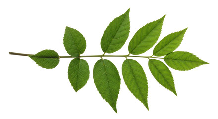 Isolated Leaf