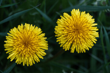 Two dandelion flowers on a green meadow