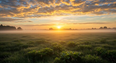 Obraz premium Sunrise Over a Foggy Meadow