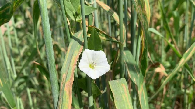 White corn flower in green cornfield