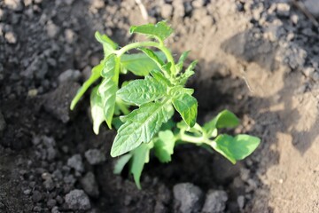 tomato seedling, close-up during planting in the ground, garden, nature, plant, vegetable, earth