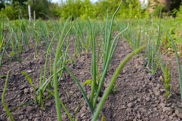 field of green onions, close-up, in the garden, earth, plant, food, onion, onion leaves, agriculture, nature, farm, vegetables, organic, plants, gardening
