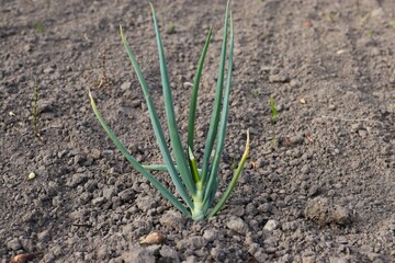 green onion, close-up, in the garden, earth, plant, food, onion, onion leaves 