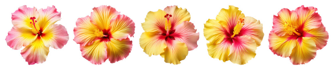 PNG Vibrant tropical hibiscus flowers transparent background.
