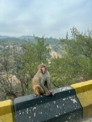 Monkey watching peoples by sitting on the side of road
