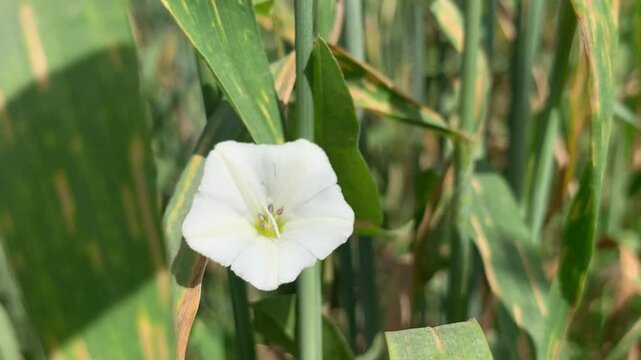 White flower in green plants
