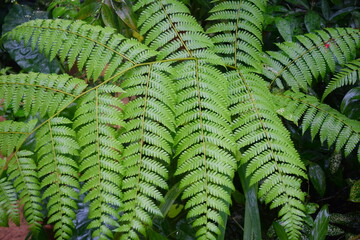 The Ferns (Polypodiopsida): Lush Greenery of the Tropical Understory