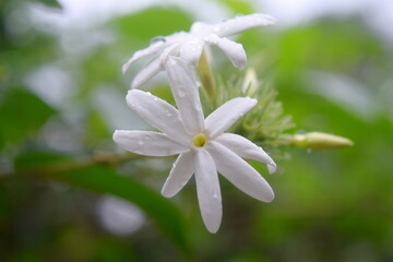Fototapeta premium Сlose up of white flower. The flower is Jasmine, likely Jasminum sambac or a similar species. Kuala Lumpur Butterfly Park.