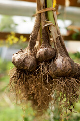 Close-up of organic garlic bulbs hanging to dry after harvest. Natural preservation techniques ensure fresh, flavorful, and nutritious garlic for future culinary use
