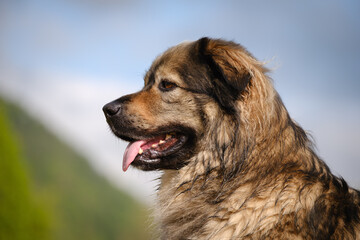 Slovenian Karst shepherd dog breed