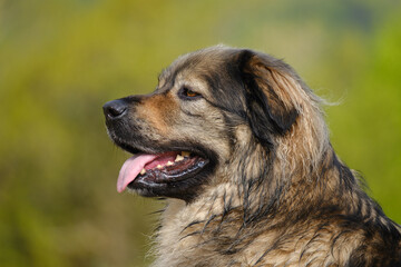 Slovenian Karst shepherd dog breed