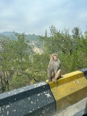 Monkey watching peoples by sitting on the side of road