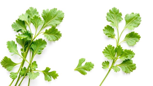 Fresh Rukula Salad Ready for a Healthy Meal