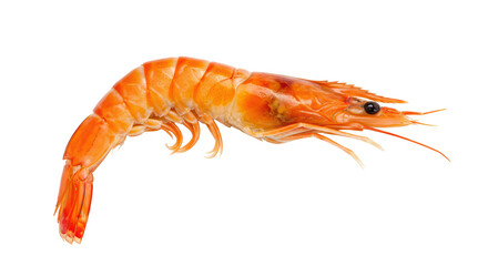 Isolated Shrimp