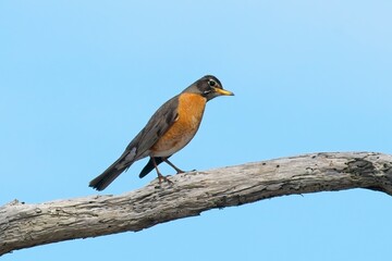  Robin perched on branch against clear blue sky.