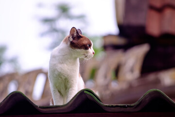 Solitary Curious Cat Perched on Roof Looking into the Distance