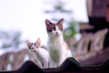 Two Alert Cats Perched Together on a Rooftop Observing Something