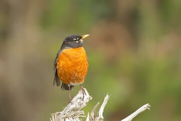   Colorful robin perched on a branch.