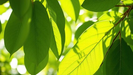 Lush Banyan Leaves Draped Over Stone Pathway