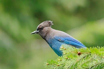  Stellar's Jay perched in a pine bough.
