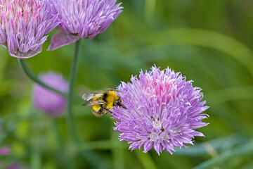 an  early bumblebee on the pink blossom of chives in the sunlight and green blurred background