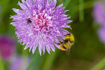 an  early bumblebee on the pink blossom of chives in the sunlight and green blurred background