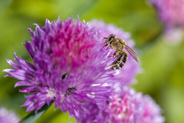 a honeybee looking for nectar on a pink blossom of chives with a green blurred background and sunlight