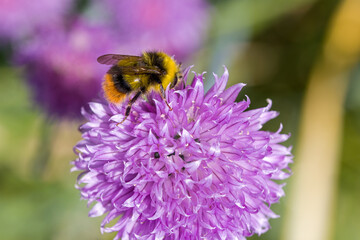 an  early bumblebee on the pink blossom of chives in the sunlight and green blurred background