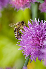 a honeybee looking for nectar on a pink blossom of chives with a green blurred background and sunlight