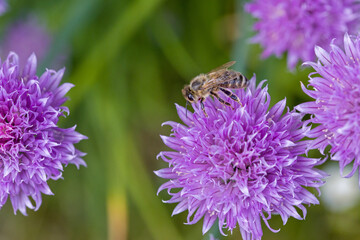 a honeybee looking for nectar on a pink blossom of chives with a green blurred background and sunlight