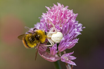 closeup view of an early bumblebee caught by a white flower crab spider on the pink blossom of chives in the sunlight and green blurred background
