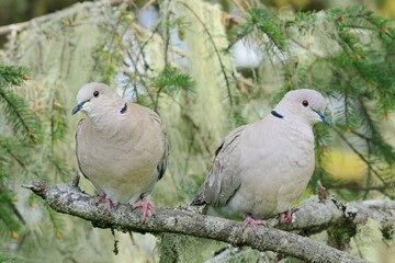  Two doves perched on a branch.