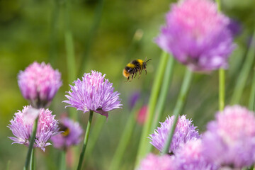 a flying early bumblebee on the pink blossom of chives in the sunlight and green blurred background
