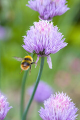 a flying early bumblebee on the pink blossom of chives in the sunlight and green blurred background