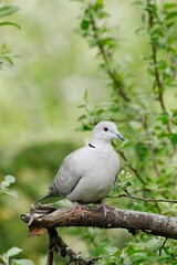  Portraiture of mounring dove on branch.