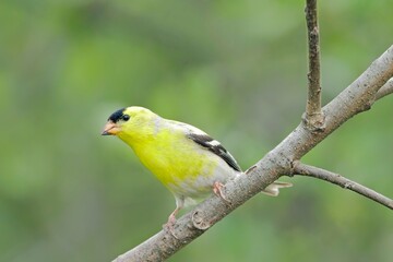   American goldfinch on a small branch. © Gregory Johnston