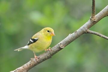  Small goldfinch perched on a tree.