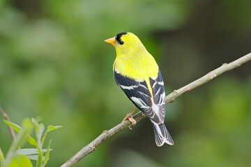   Male goldfinch perched on a twig.