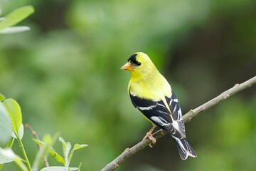  Beautiful colors of a goldfinch.