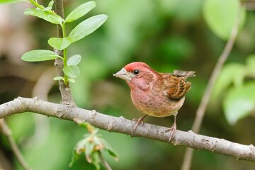  Purple finch standing on a branch.