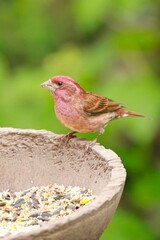   Purple finch standing on the bird feeder.