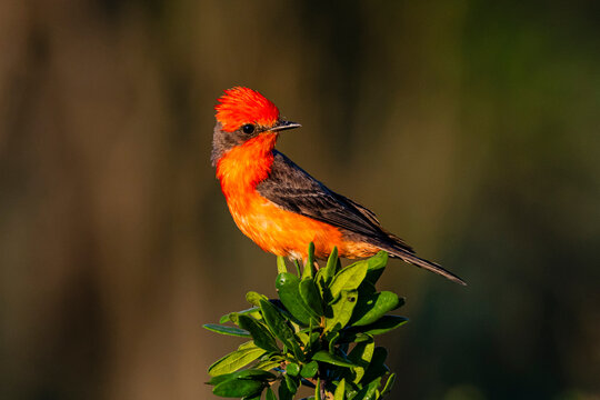USA, Texas, Starr County. Vermilion flycatcher perched