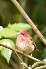  Portrait of a cute peuple finch.
