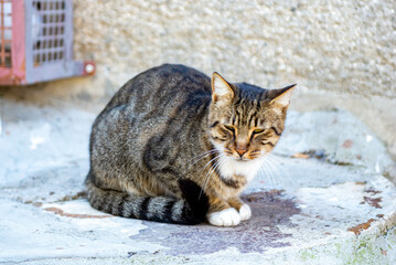 Beautiful Cat Sitting Outdoors in Istanbul