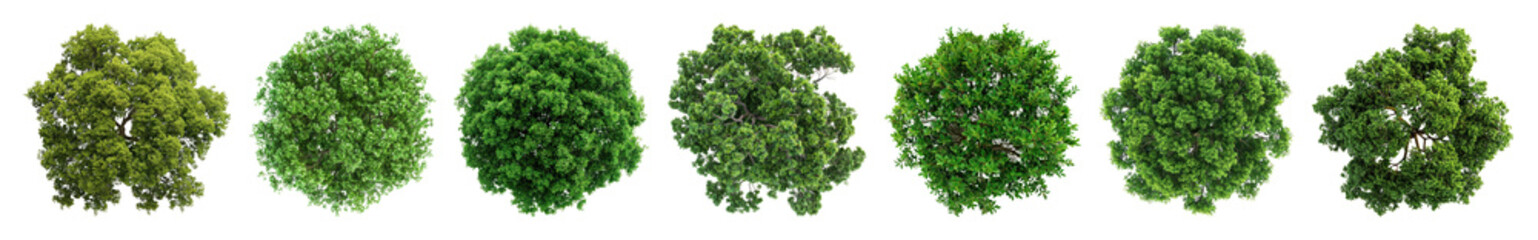 Fototapeta premium PNG Tree plant round view., transparent background