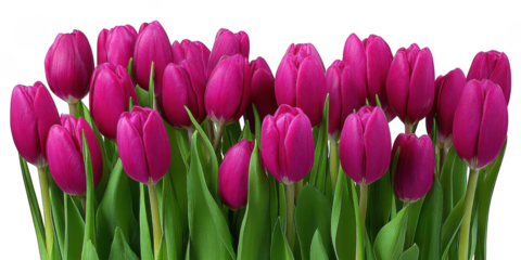 Elegant display of vibrant magenta tulips with lush green leaves against transparent background