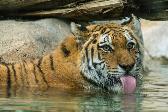 USA, Utah. Hogle Zoo, captive Siberian tiger drinking in pool.