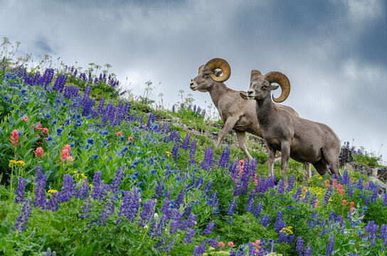 USA, Utah. Two bighorn rams grazing, Mount Timpanogos.